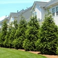 thumbnail image 3 of Brighter Blooms - Thuja Green Giant Arborvitae, 5-6 ft. - No Shipping to AK, AZ, HI, OR, 3 of 5
