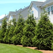 Brighter Blooms - Thuja Green Giant Arborvitae, 3-4 ft. - No Shipping to AK, AZ, HI, OR