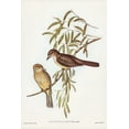thumbnail image 2 of Gould, John 13x18 White Modern Wood Framed Museum Art Print Titled - Brown Colluricincla-Colluricincla brunnea, 2 of 4