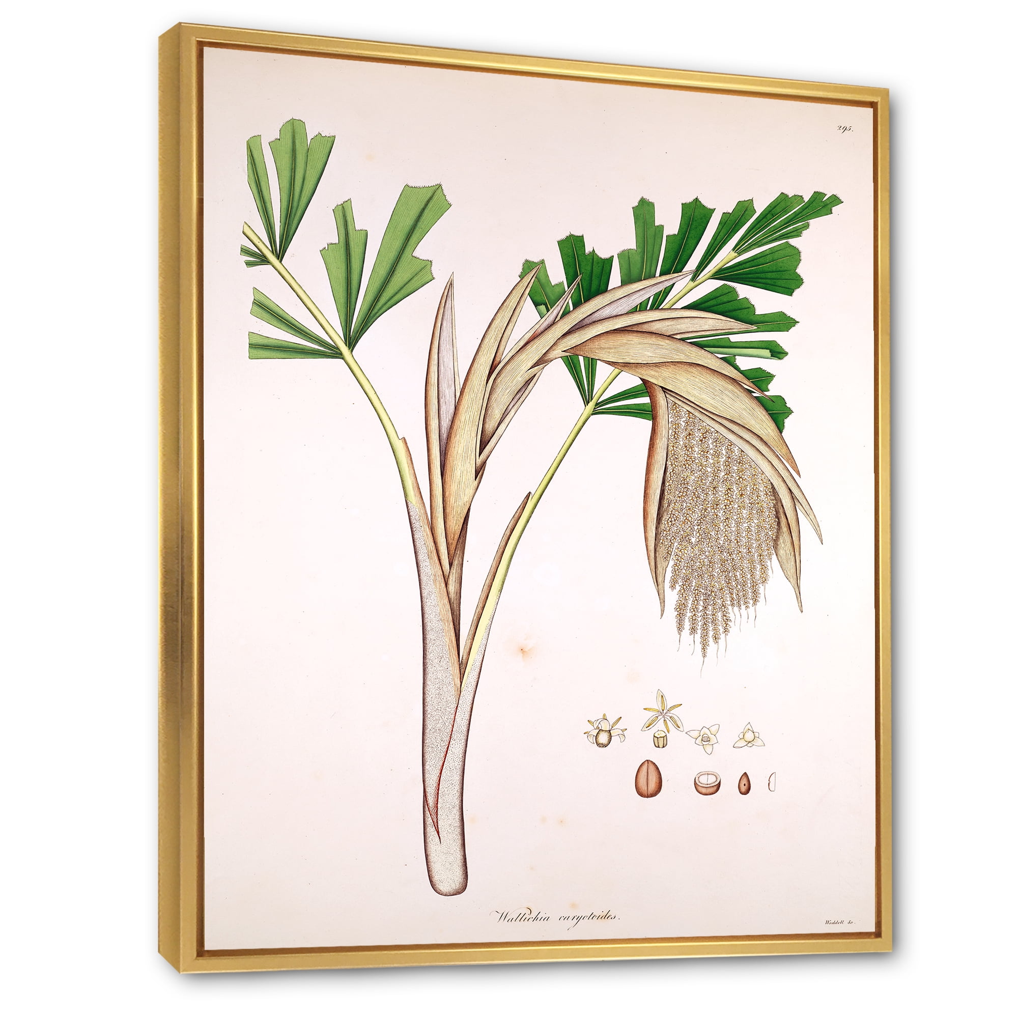 Designart 'Ancient Plant Life XV' Farmhouse Framed Canvas Wall Art Print