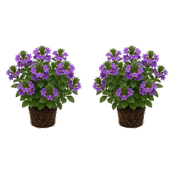 Scaevola Aemula Purple Fan Starter Plants, Set of 2, Full Sun, USDA Zones 9-11, Ships Bare Root, No Pot