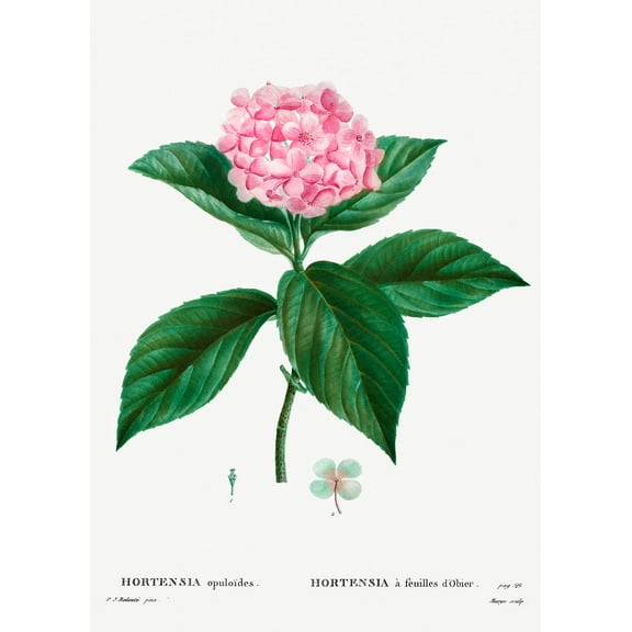 Botanical Plant Print - French hydrangea (Hortensia opuloides) by Pierre Joseph Redoute - 12" x 18" Art Print Wall Decor