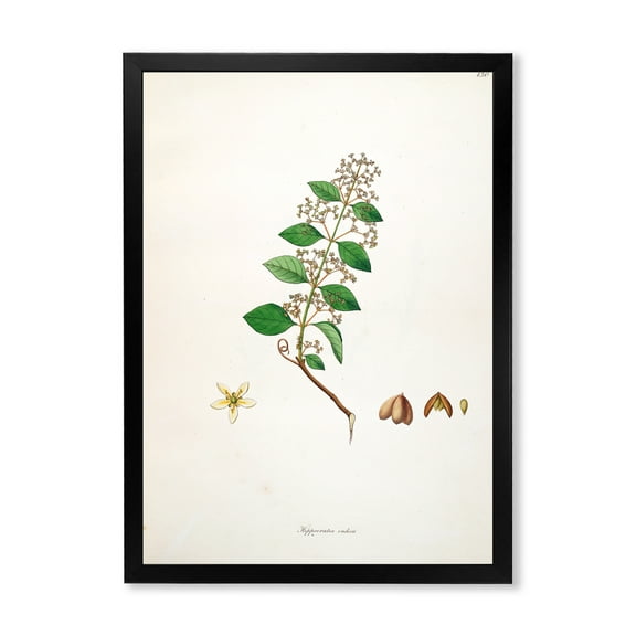 Designart 'Ancient Botanicals I' Farmhouse Framed Art Print
