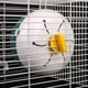 thumbnail image 2 of Methold Rueda para correr para mascotas, para correr antideslizante silencioso con Clip, ejercicio giratorio, accesorios deportivos para animales Juguetes de animales pequeños Claro Methold PT003613-03, 2 of 6