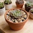 thumbnail image 6 of Succulent Rocks, 6-9mm Colorful Polished Pebbles for Indoor Plants, 350g Decorative River Rocks for Plants Indoor, Vase Fillers, Cactus Planters, Bird Bath, Fountain, Outdoor Garden Landscaping, 6 of 9
