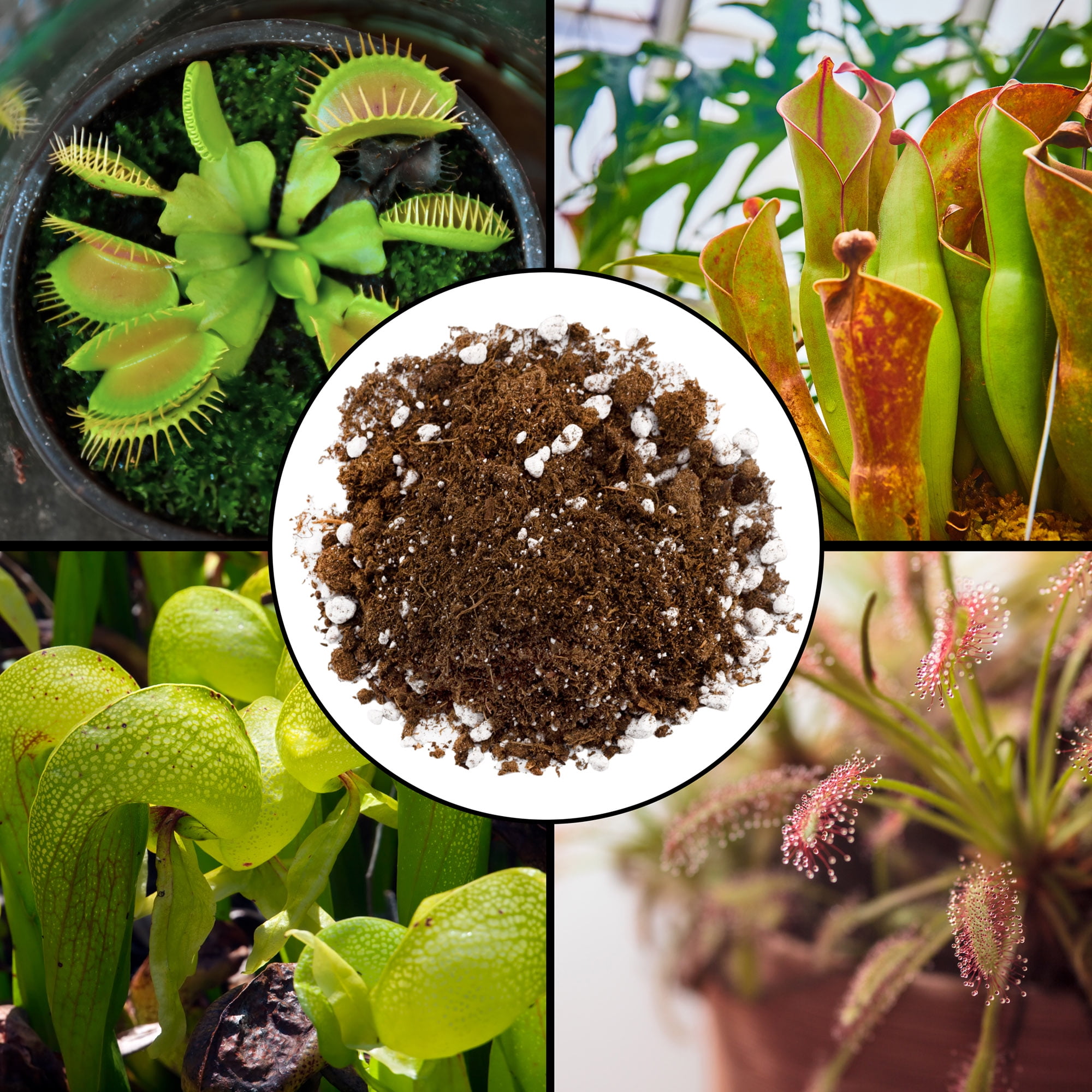 Potting venus fly deals trap