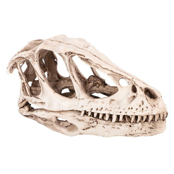 Resin Dinosaur Skull Model Simulated Animal Skeleton Decor Craft Teaching Prop Statue Skull Velociraptor Ecriendly Dinosaur Dinosaur Skeleton Model Dinosaur S