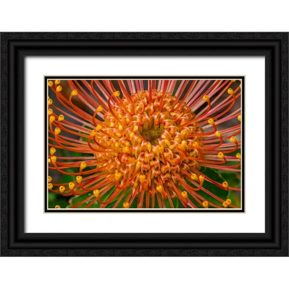 Engelbrecht, Lisa S. 24x17 Black Ornate Wood Framed with Double Matting Museum Art Print Titled - Pincushion Flower
