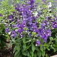 thumbnail image 3 of Outsidepride Angelonia Serena Blue Flower Seed - 30 Seeds, 3 of 3