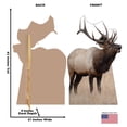 thumbnail image 2 of Advanced Graphics 5207 62 x 37 in. Elk Life-Size Cardboard Cutout, 2 of 3