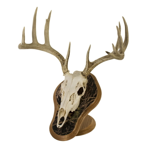 Walnut Hollow Country Deluxe Multi Species Euro Skull Mount Kit with