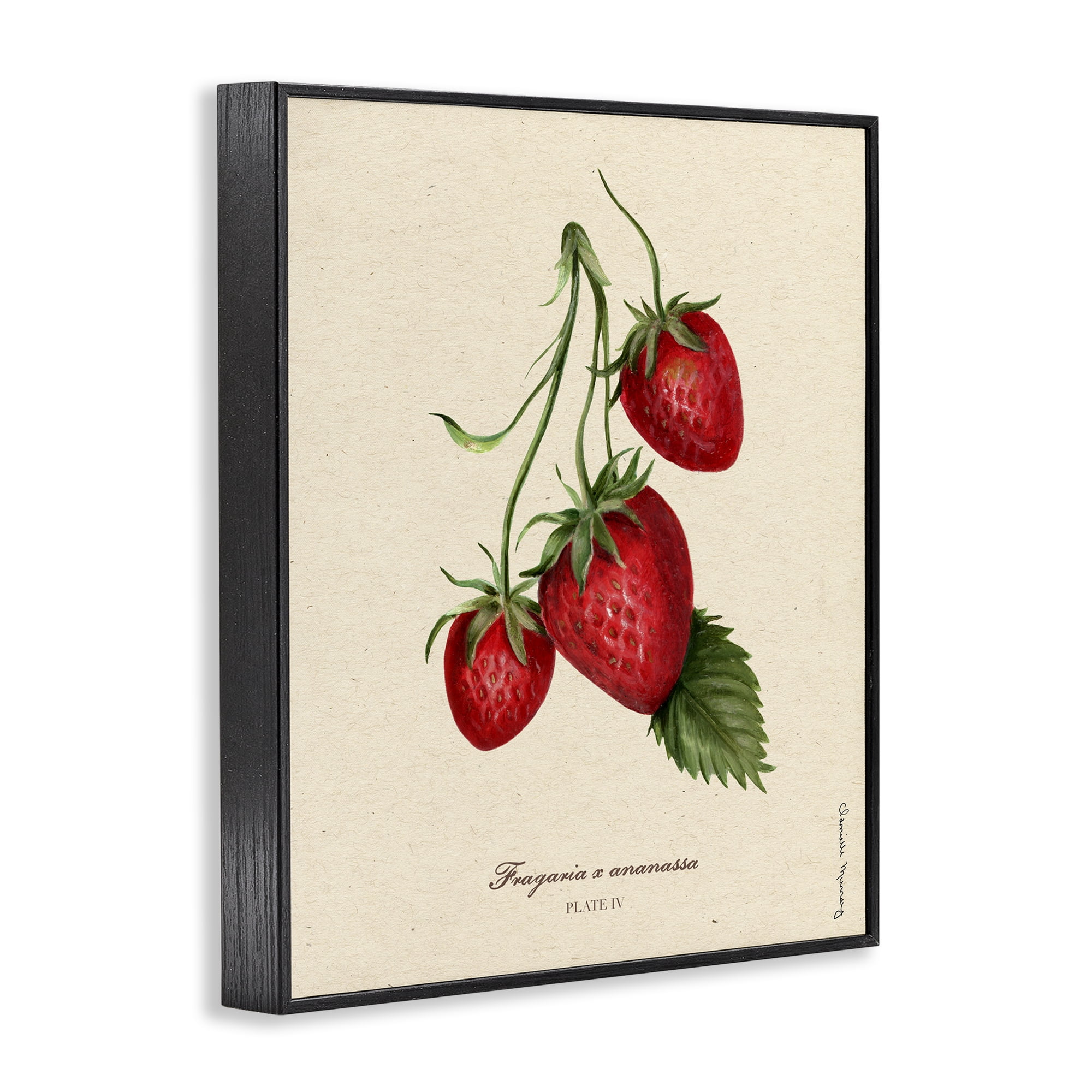 Stupell Industries Strawberry Fruit Portrait Black Framed Giclee Art, design by Danielle Murray