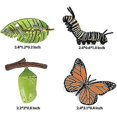 thumbnail image 2 of Insect Monarch Butterfly Growth Cycle Figurine Monarch Butterfly Life Cycle Model - 4 Piece Set Shows Life Cycle Of A Cute Monarch Butterfly, 2 of 3