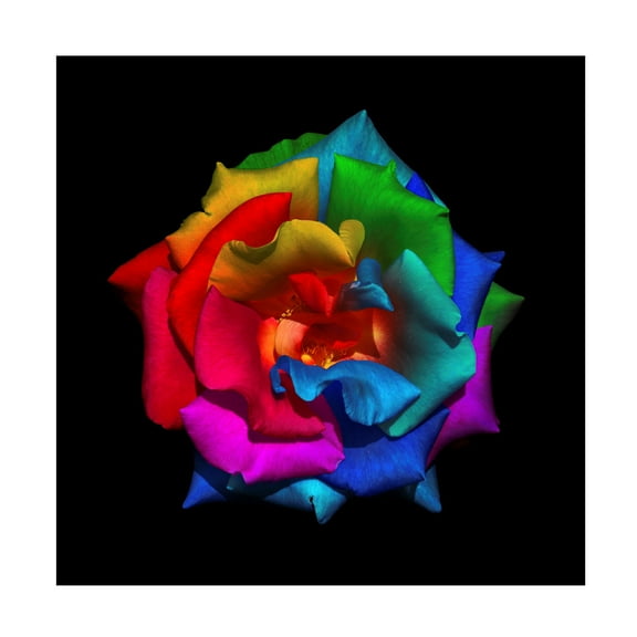 Ben Heine 'Multicolor Rose' Canvas Art