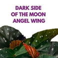 thumbnail image 2 of Harmony Foliage Harmony's Dark Side of The Moon Angel Wing Begonia 6 inch, 2 of 8