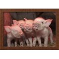 thumbnail image 2 of Domestic Pig, Middle White piglets, standing under heat lamp, England, Framed Art Print Wall Art by John Eveson Sold by Art.Com, 2 of 6