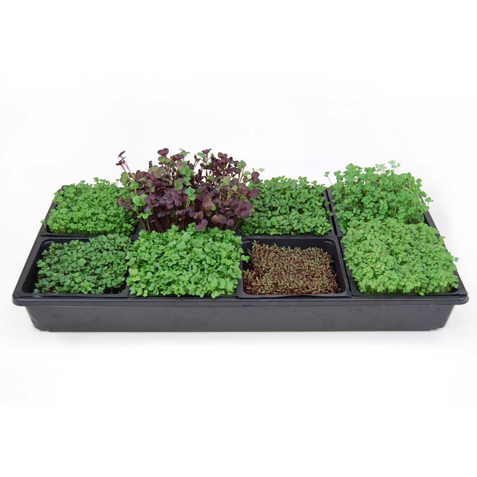 Micro-Mat Minis Hydroponic Grow Pads - Pack of 480 - For Organic Production - Plant & Seed Germination: Wheatgrass, Microgreens, More - For 5" x 5" Greenhouse Plant Trays