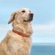 thumbnail image 5 of New Pet Cat Collar Safety Anti-Lost Removable Pet Positioning Tracking Collar AirTag Dog Collar Outdoors Walking Pet Supplies ShopWise Round, 5 of 11