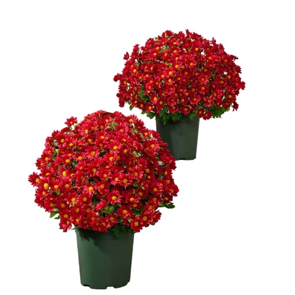 HOARBOEG 5 Bundles Red Artificial Chrysanthemums 21 Heads Faux Mums Silk Flowers Realistic Floral Arrangement for Home Decor Cemetery Memorial Wedding Party
