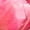 Pink, variant on Member's Mark Tulips, 50 stems