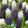thumbnail image 2 of Grape Ice Muscari Flower Bulbs - 25 Bulbs per Pack - Pleasantly Scented - Deer Resistant - Grows Well In Containers - Naturalizing - Perennializing - Easy to Grow Live Plants - Outdoor Garden, 2 of 5