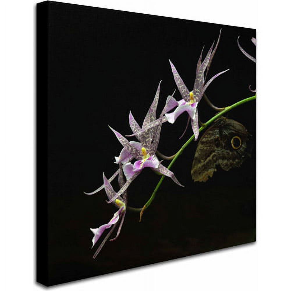 Trademark Fine Art "Spider Orchid and Owl Eye" Canvas Art by Kurt Shaffer