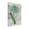 thumbnail image 2 of Trademark Fine Art 'Botanical Arrangement II' Canvas Art by Vision Studio, 2 of 3