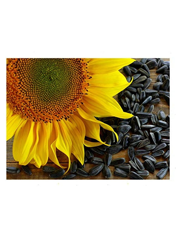 Sunflower Flower Seeds in Seed Gardening