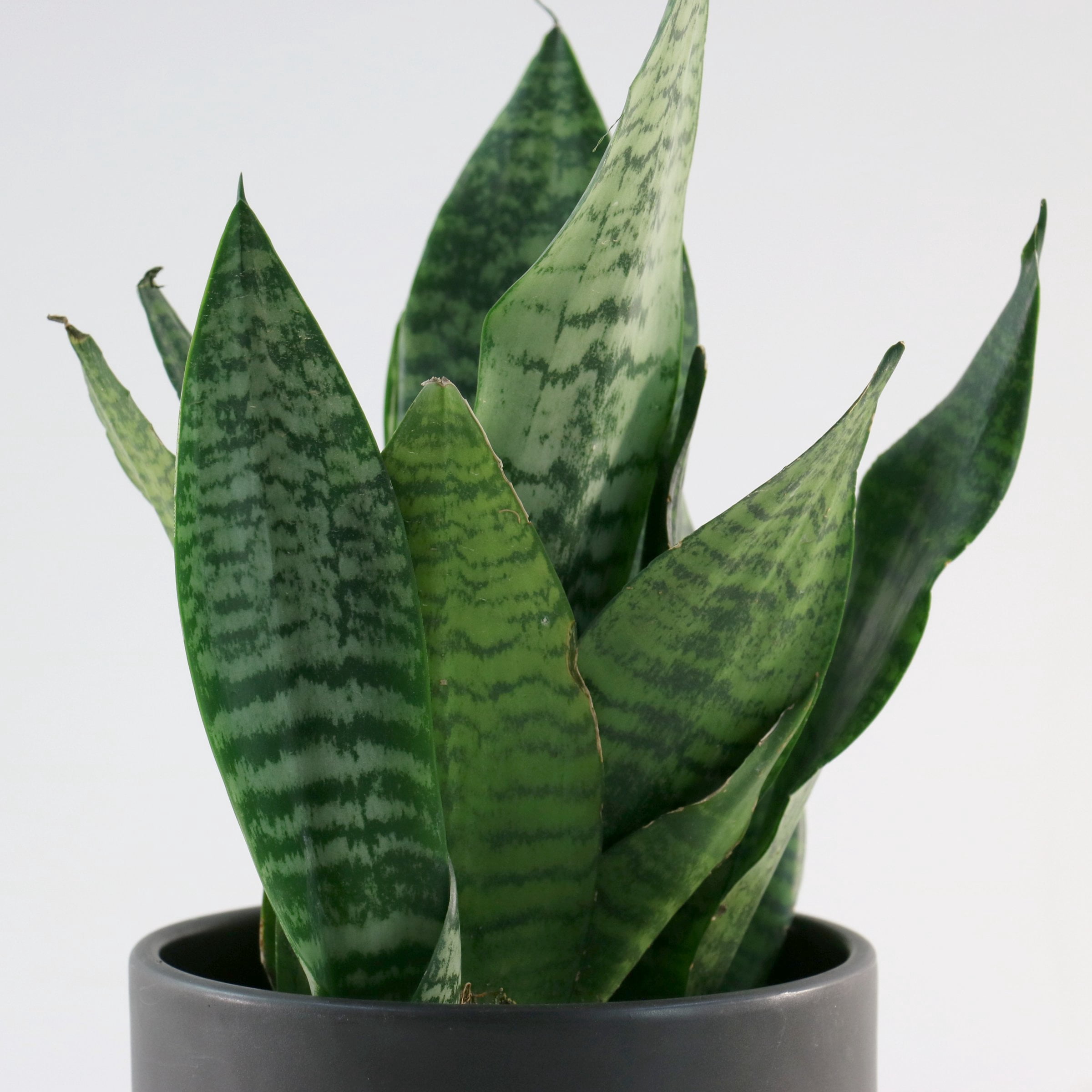 6 in. Sansevieria Zeylanica Superba Plant in Grower Container