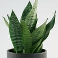 thumbnail image 4 of 6 in. Sansevieria Zeylanica Superba Plant in Grower Container, 4 of 9