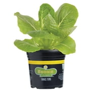 Bonnie Plants Green Romaine Lettuce 6-pack