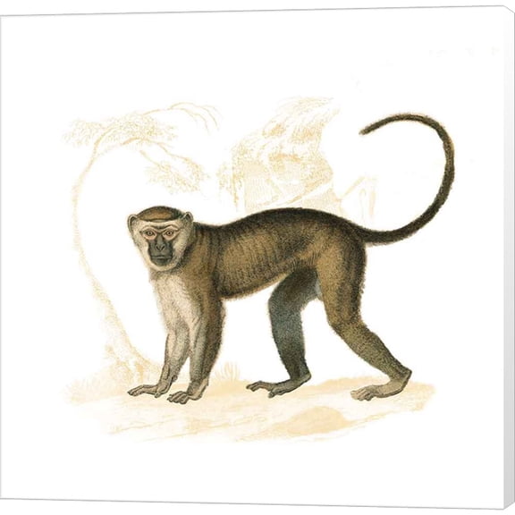 Great Art Now Golden Monkey by Wild Apple Portfolio, Canvas Wall Art, 12W x 12H