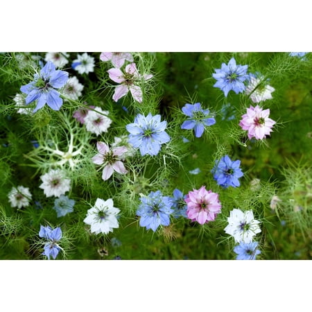 Seedville 500 Love In a Mist Persian Jewels Flower Seeds
