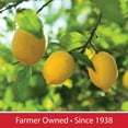 thumbnail image 7 of Prairie Farms, Raspberry Lemonade, Half Gallon, 64 Fl Oz, 7 of 7