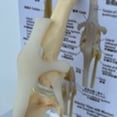 thumbnail image 5 of Modelo de Rodilla Modelo Anatómico de Articulación Modelo de Esqueleto Canino Anatomía del Esqueleto Animal Regalo de Médica, 5 of 5