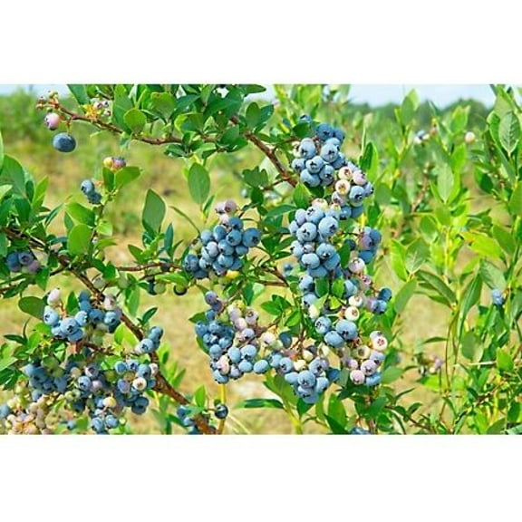 Pirtle Nursery 3648 Powder Blue Blueberry #2 Shrub, 1.5 gal.