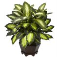 thumbnail image 1 of Triple Golden Dieffenbachia with Wood Vase, 1 of 1