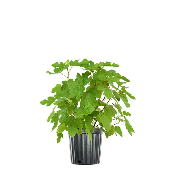 Black Mission Fig in 1 Gal. Grower's Pot, Highly Productive