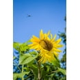 thumbnail image 2 of Horton, Janet 11x14 Black Ornate Wood Framed with Double Matting Museum Art Print Titled - Bellevue-Washington State-USA Dragonfly in flight over sunflower plant on a sunny day, 2 of 4