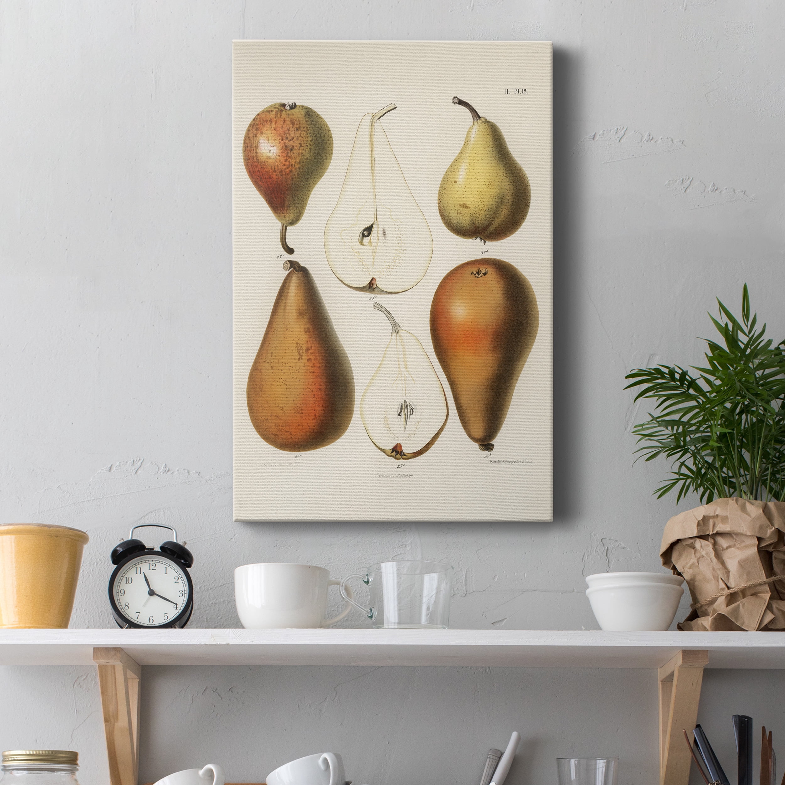A vintage chromolithograph of fresh pears Premium Gallery Wrapped Canvas - Ready to Hang - 12 x 18