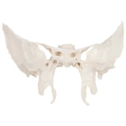 Axis Scientific Human Sphenoid Bone Model | Cast From a Real Human Sphenoid Bone Specimen | Life Size Replica Details All Fissures, Canals, and Processes | Includes Product Manual |