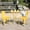 Yellow, variant on Metal Bistro Furniture Set | Cheerful Design for Outdoor Enjoyment | Powder-Coated Iron Structure | Endures Outdoor Conditions