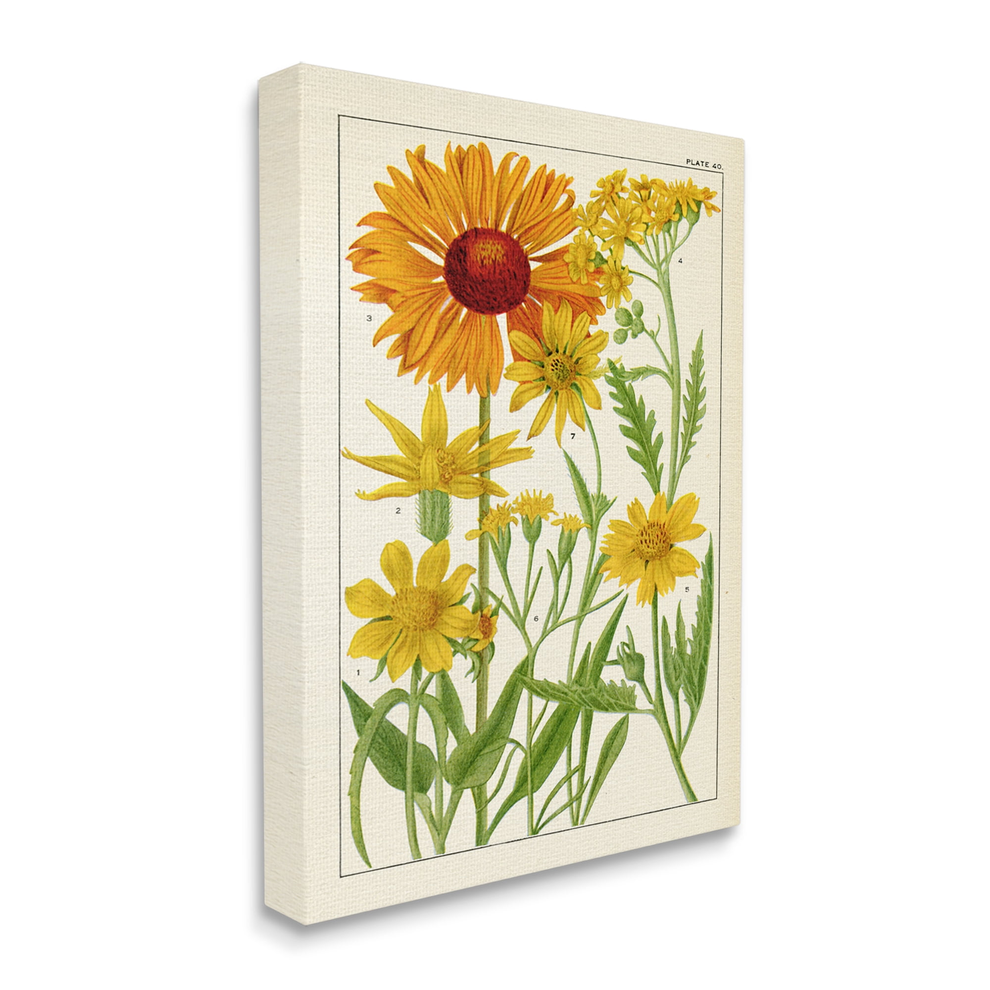 Stupell Industries Yellow Flower Studies Botanical & Floral Painting Gallery Wrapped Canvas Print Wall Art, 16 x 20