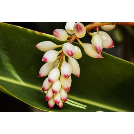 Hawaiian Flower Print Close-up of white ginger flower Alpinia Maui Hawaii United States of America Poster Print by Jenna Szerlag Design Pics ()