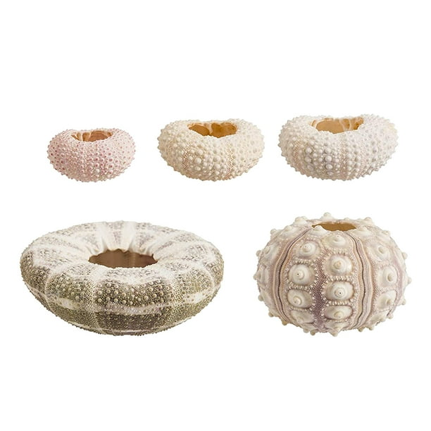 Conchas marinas Coquillage Natural Sea Urchin Air Pineapple Bonsai Shells Craft