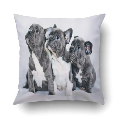 Artjia Portrait Of Three Adorable Bulldog Puppies Looking In One