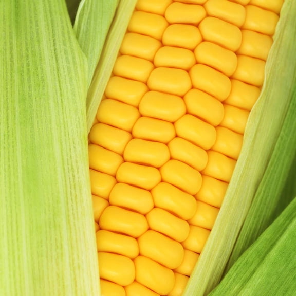Goldan Bantam 12 Corn Garden Seed - 1 Lb ~2,080 Seeds - Non-GMO, Open Pollinated, Heirloom Vegetable Gardening Seed