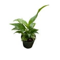 thumbnail image 5 of Variegated Peace Lily, 5 of 7