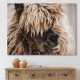 thumbnail image 2 of Close Up Of Fluffy Curly Alpaca 12 in x 8 in Photography Canvas Art Print, by Designart, 2 of 4