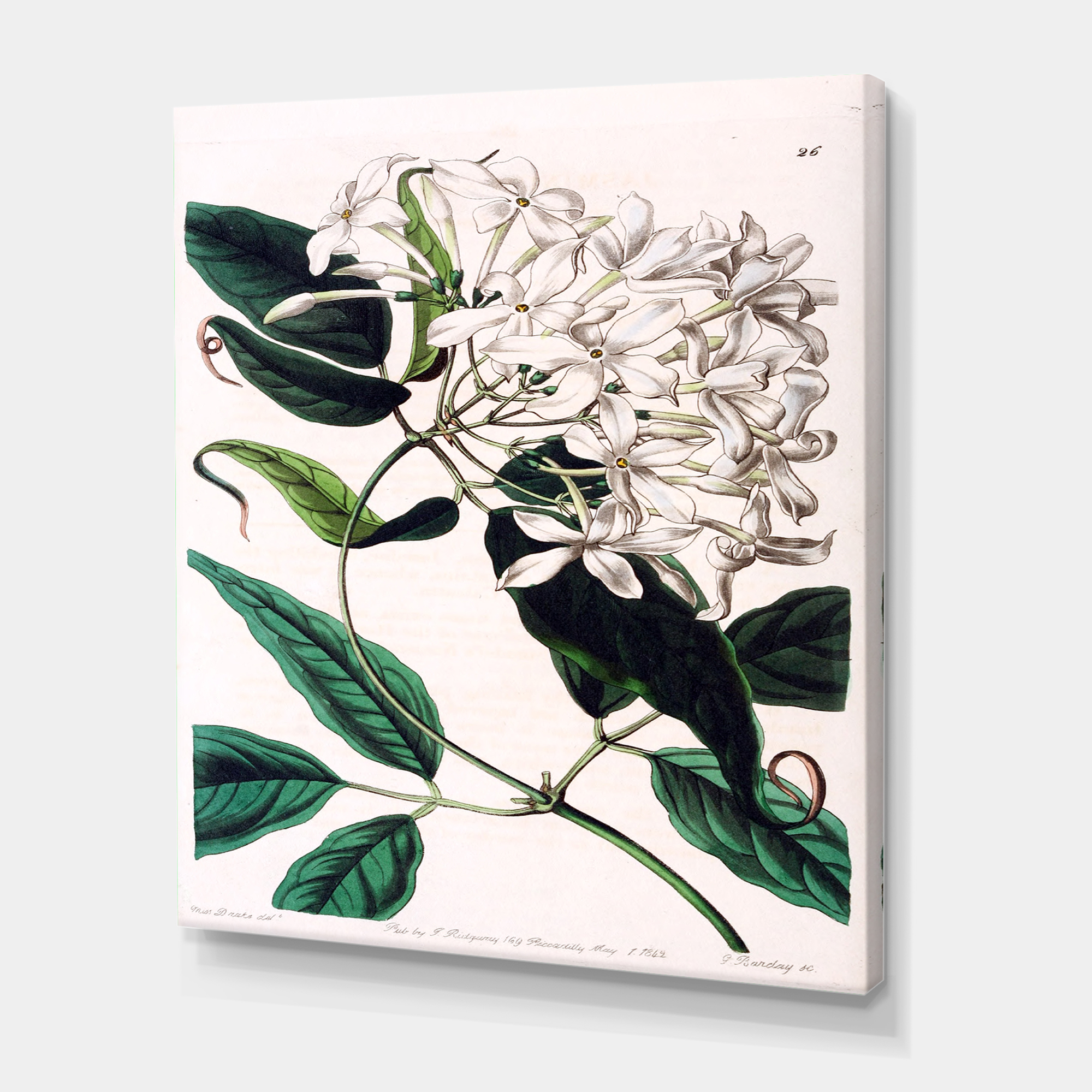 Designart ' Ancient Plant Life XXIV ' Traditional Canvas Wall Art Print